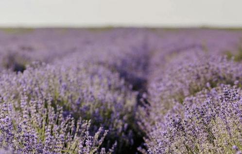 LavenderUtah